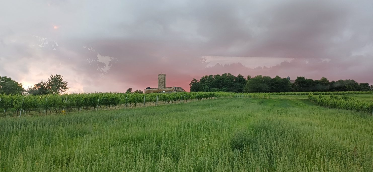 Burg Weites Feld mit hohen Pflanzen, im Hintergrund ein Turm und bewölkter Himmel bei Sonnenuntergang.